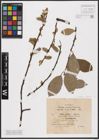 Foto von Salix aurita L. x Salix caprea L.